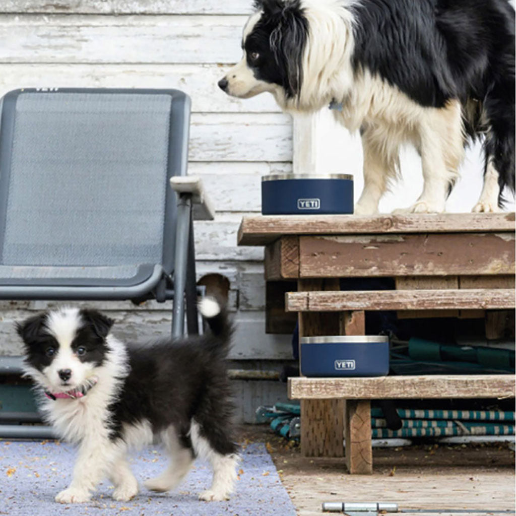 Boomer 8 Dog - Misc